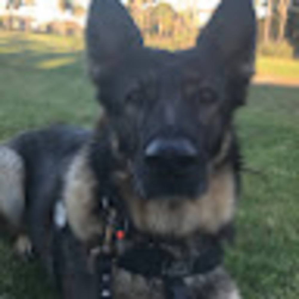Meet your Posher, K9doglover